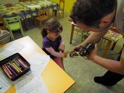 Obojživelníci a plazi